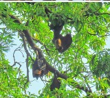 During Diwali, Perambur in TN chooses silence to protect its sacred bats