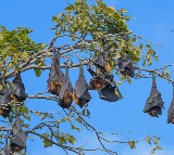 Perambur Tamil Nadu Village Celebrates Silent Diwali for Bats