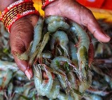 Nara Lokesh’s Visit to Australia Yields Positive Outcome for Shrimp Industry