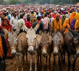 MP: Post Diwali ‘Gadhon Ka Mela’ draws crowds, crores with celebrity-named superstars