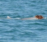 Dolphins Use Sea Sponges as Wigs to Attract Mates in Australia