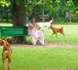 Supreme Court fires on states over street dog issue