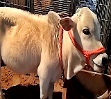 Punganur cow steals the spotlight at Pushkar Fair