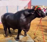 Pushkar camel fair features Shabaz horse and Anmol buffalo