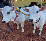 Punganuru Cow Steals the Show at Pushkar Cattle Fair