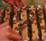 'Sweet Revolution': India becomes world’s 2nd largest honey exporter