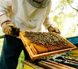 Honey Exports India Ranks 2nd Globally