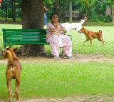 Supreme Court Orders Stray Dog Removal from Railway Stations Bus Stands