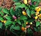 Chilli Plant Bears Brinjal And Tomatoes In NTR District Andhra Pradesh