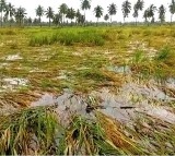 Pausami Basu to lead central team to assess cyclone damage in AP