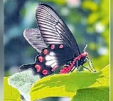 Oragallu Wildlife Society Discovers 80 New Butterfly Species in Mulugu