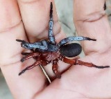 Thailand Discovery Shows Half Male and Half Female Characteristics