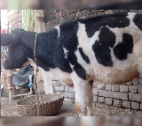 Gowri the Cow Receives Artificial Limb After Injury in Pakistan Shelling