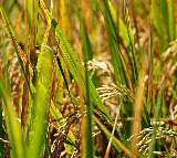 RGL 7034 Rice Variety Benefits Guntur Farmer Mohan Reddy
