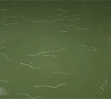 Snakes in Krishna River Astonish Devotees at Nagayalanka Temple