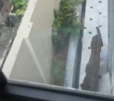 Leopard enters Rajasthan minister’s bungalow in Jaipur; search operation underway