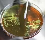 Amoebae from Mumbai creek harbouring bacteria with high AMR risk: IIT Bombay study