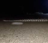 Giant Python Creates Panic in Ghatkesar