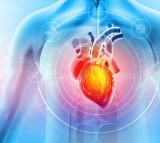 Phthalates Chemicals Silently Damage Heart Health Study Reveals