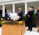 Donald Trump Pardons Turkeys at White House Thanksgiving Ceremony