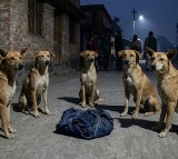 West Bengal Dogs Guard Abandoned Baby All Night