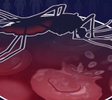 Over 6 lakh lives lost due to malaria in 2024 drug resistance a major threat Says WHO