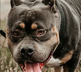 Tennessee Pitbull Attack Seven Dogs Kill Man and Grandchild