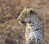 Tamil Nadu Leopard Kills 5 Year Old Saiful in Coimbatore District