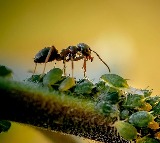 Ants Signal to be Killed to Protect Colony