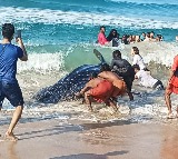 13-foot whale shark rescued in Kollam in Kerala's 50th coastal rescue effort