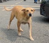 Indian Immunologicals denies Australia’s alert on fake antirabies vaccine in India
