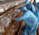 Heightened measures in TN's Namakkal as bird flu cases emerge in Kerala