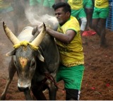 TN to hold first Jallikattu of 2026 on Jan 3 in Thatchankurichi village