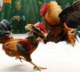 Ahead of Makar Sankranti, NGO urges citizens not to participate in cockfighting
