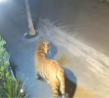 Rajamahendravaram Tiger Still Not Found