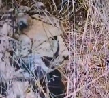 Asha Cheetah Gives Birth to Five Cubs at Kuno National Park