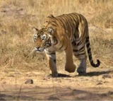 Elusive tiger continues killing cattle in Telangana's Siddipet district