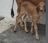 Gujarat achieves milestone Gir calf born via IVF