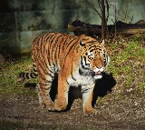 Telangana Tiger Still at Large Attacks on Livestock Continue