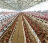TN's Namakkal poultry farms step up biosecurity after bird flu alert