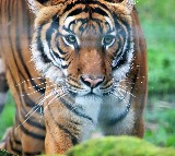 Polavaram Tiger Scare Again Alert Sounded by Officials
