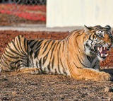 Bandhavgarh Tiger Reserve tells MP HC 4 deaths occurred due to electrocution​