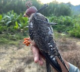 Amur falcons tagged in Manipur reach Africa; three birds tracked in Somalia, Zimbabwe & Botswana
