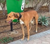 Animals in distress: Amid West Asia conflict people abandon pets as they flee Dubai