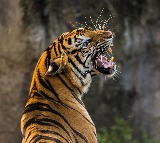 Tiger Roaming in Kakinada District Challenges Forest Officials