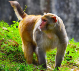 Monkey Attacks US Navy Sailor in Thailand During Tensions with Iran