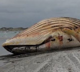 Timmy the whales carcass is dragged on to beach ahead of autopsy