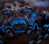 Fluorescent spider among incredible discoveries in Angola