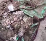 Termite Infested Cash Found In Kolkata College