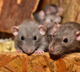 Rats shows severe effect on Lord Howe Island